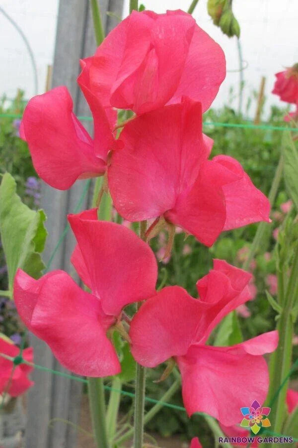 Nozaki Cerise Sweet Pea Seeds - 50+ Seeds for Garden Planting - Lathyrus odoratus - USA Shipping Available