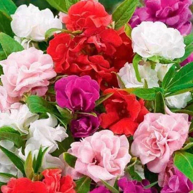 Impatiens Seeds Mix | 50-1,000 Non-GMO Camelia Flowered Variety | Impatiens walleriana