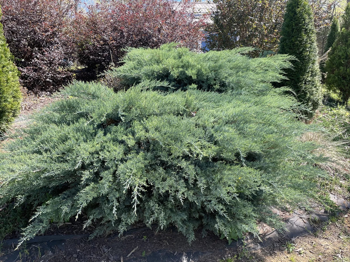 Fresh 5-7” Cuttings Grey Owl Spreading Juniper Evergreen (Juniperus horizontalis 'Grey Owl') for Rooting