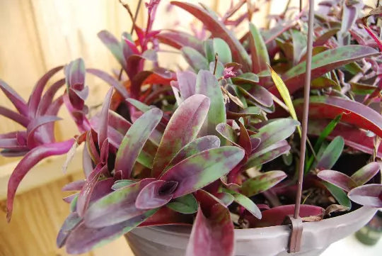 Setcreasea Cutting, Tradescantia Pallida 'Tampicana', Uncommon Wandering Jew Plant Cutting, Indoor Houseplant