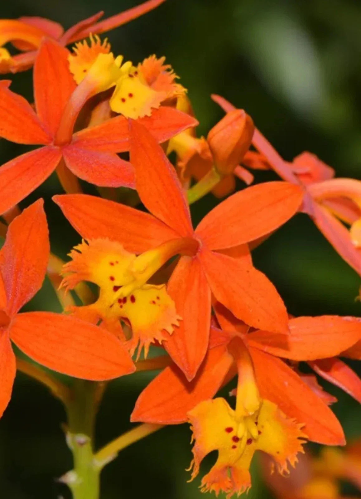 Epidendrum radicans Orange Bare Root Reed Stem Orchid Plant - Tropical Orchid Species for Home Decor and Gardens
