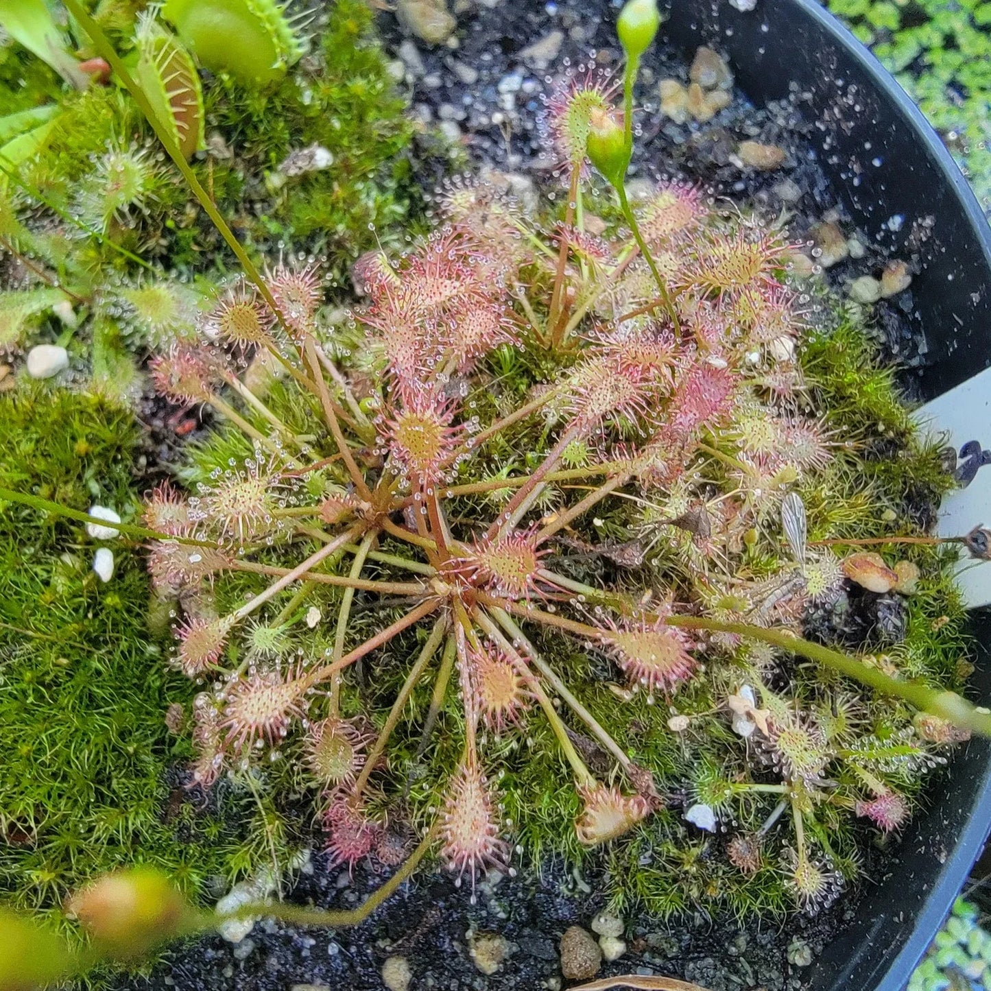 Drosera intermedia Bare Root Sundew Plant - Carnivorous Insect-Eating Plant - Live Botanical Specimen