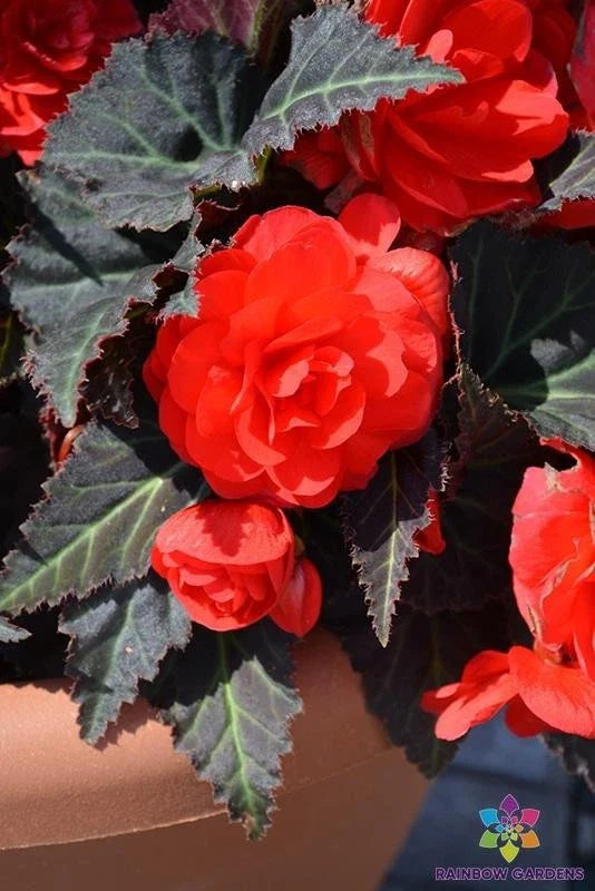 Mocca Cherry Begonia Seeds - 25+ Pack for Garden Planting - Begonia 'Mocca Cherry' - USA Grown
