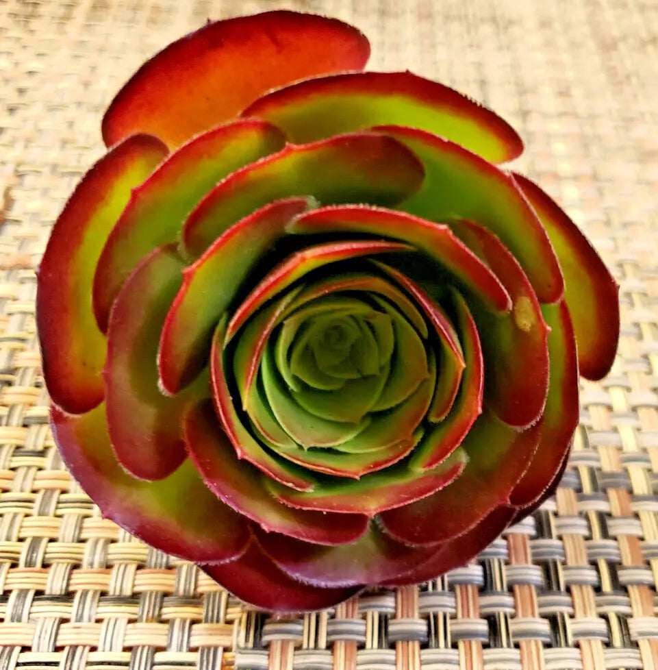 Medium Size Aeonium 'Velour' Unrooted Cuttings - 4" (10 cm) Diameter Succulent Plants for Propagation or Gardening