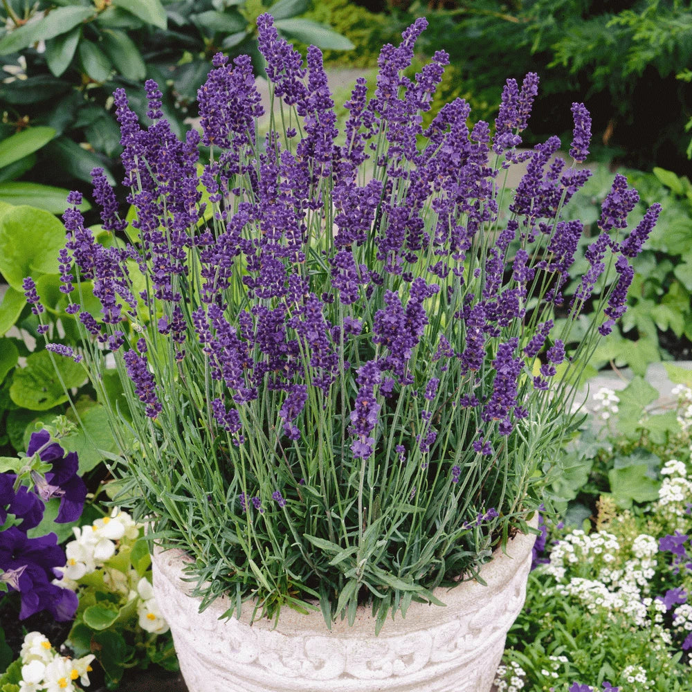 Vera Lavender Seeds 500+ | Perennial Flower Seeds | Lavandula angustifolia | USA Free Shipping