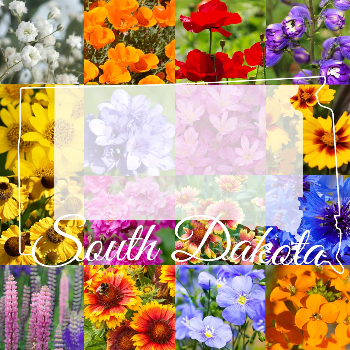 Wildflower Seed Mix 1/2 Pound - South Dakota Western Blend - Covers 1,600 sq ft - Native Seed Variety