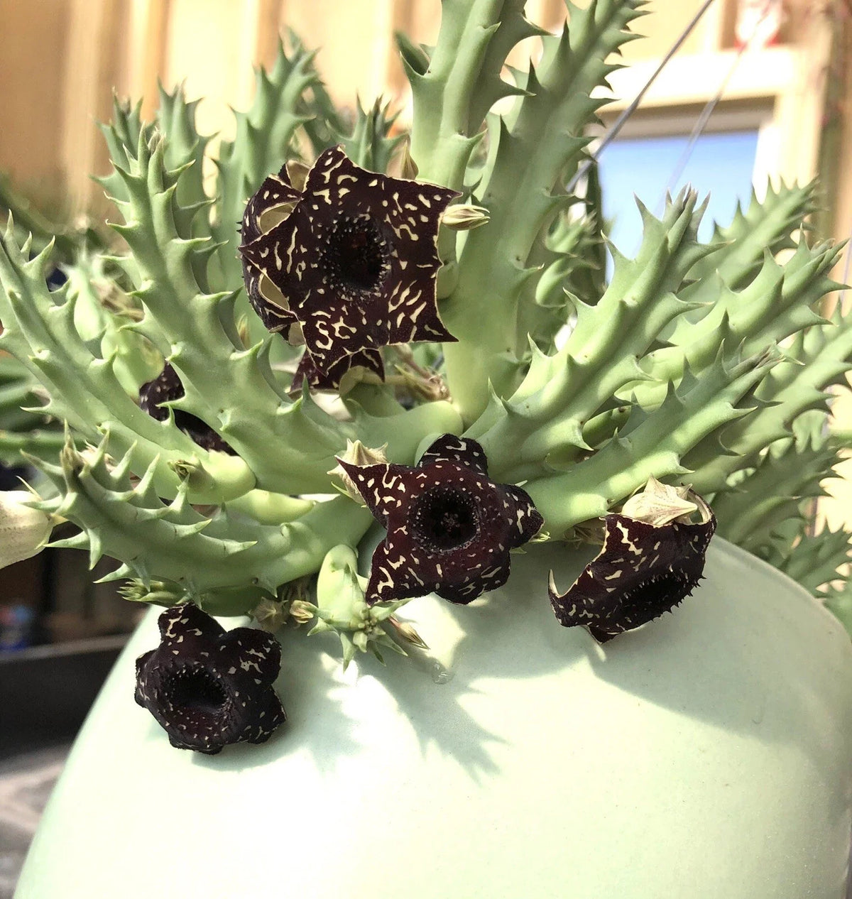 Saudi Arabica Rooted Plants - Huernia, Stapelia, Orbea Succulents - Cactus Varieties for Indoor Gardening