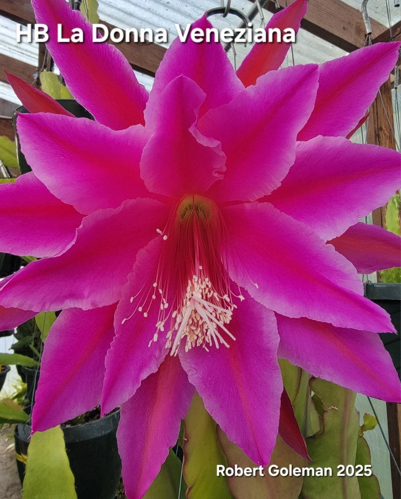 Epiphyllum Cutting - Unrooted HB La Donna Veneziana - Exotic Cactus Variety - 2025 Introduction