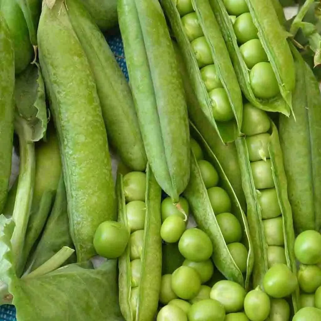 Little Marvel Pea Seeds 25 Ct - Heirloom Non-GMO Vegetable Garden - Pisum sativum - USA