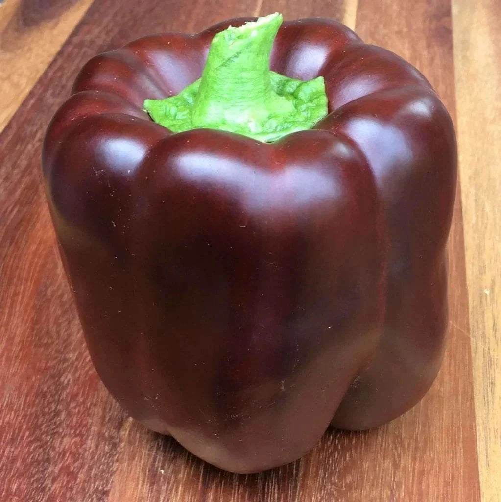 25+ Organic Heirloom Chocolate Bell Pepper Seeds - Sweet, Non-GMO - Ideal for Home Gardening