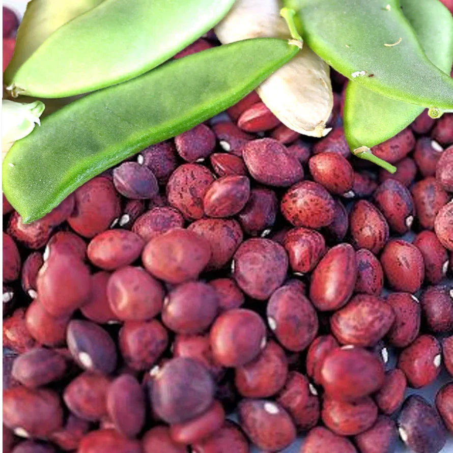 Dixie Speckled Butterpea Lima Bean Seeds - Southern Baby Variety for 2025 Planting - High Yielding, Heirloom Quality