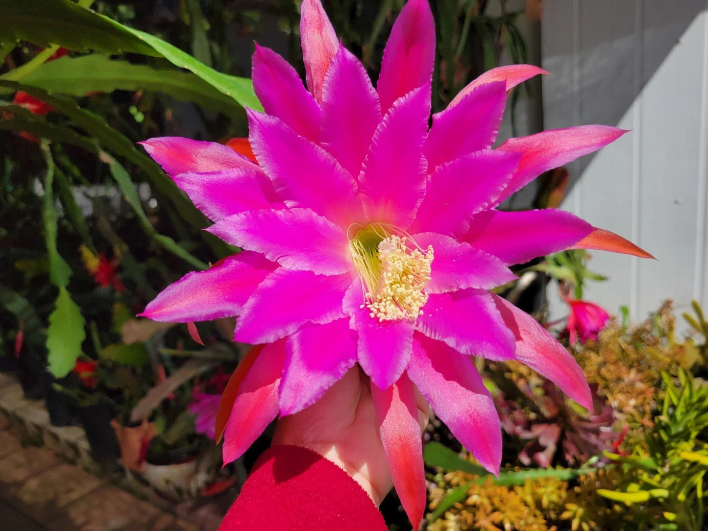 Epiphyllum Cuttings - 8-10 Inch Unrooted Chanteuse Variety - Jungle Cactus (Epiphyllum)