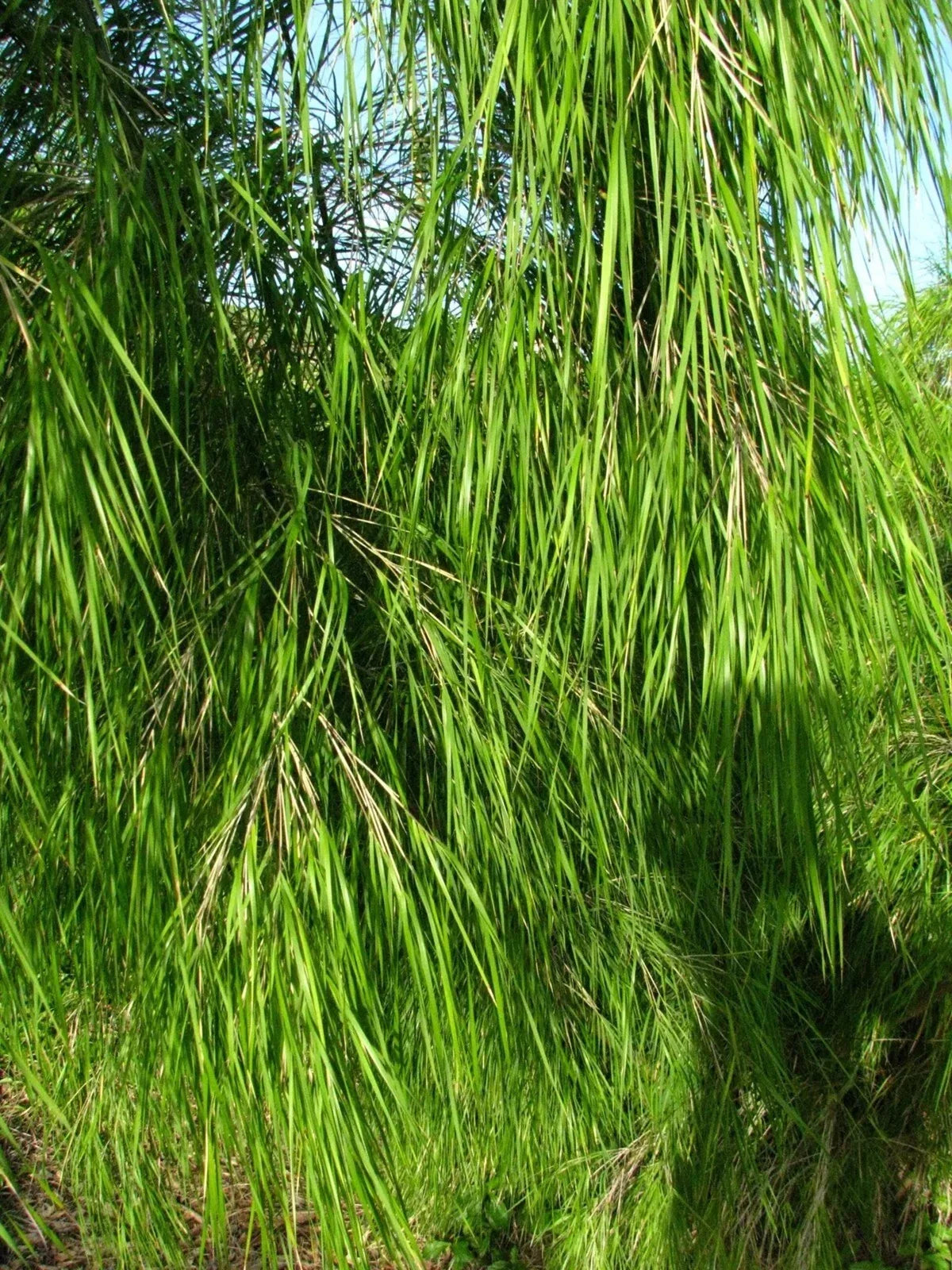 Mexican Weeping Bamboo Seeds - 100 Perennial Ornamental Seeds for Privacy - Bambusa vulgaris - US Seller