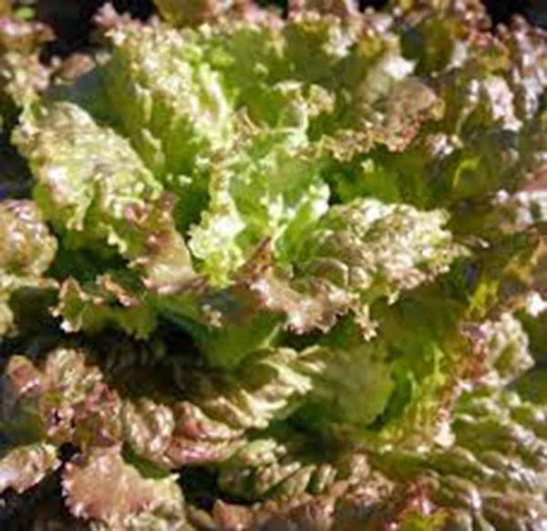 Red Romaine Lettuce Seeds, Heirloom Non-GMO, 50+ Seeds for Garden Planting, Lactuca sativa