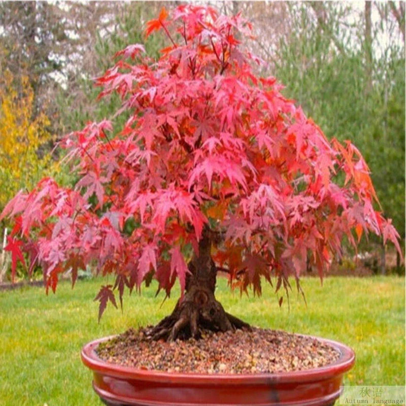 Red Japanese Maple Tree Seeds - 20 Pack, Acer Palmatum Atropurpureum, Ideal for Bonsai Gardening