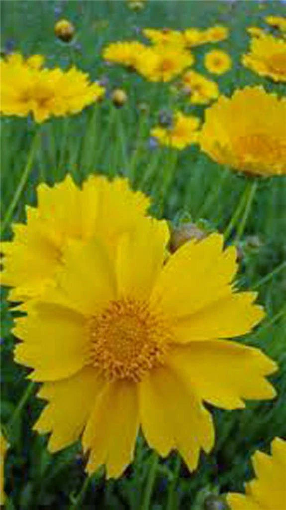 Coreopsis Seeds, 500 Count, Lanceleaf Flower, Beautiful Golden-Yellow Blooms, Coreopsis lanceolata