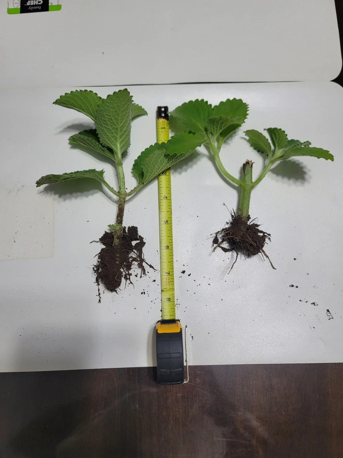 Live Plant Cuban Oregano 2-Pack - Mexican Mint, Spanish Thyme - Well Rooted (Plectranthus amboinicus)