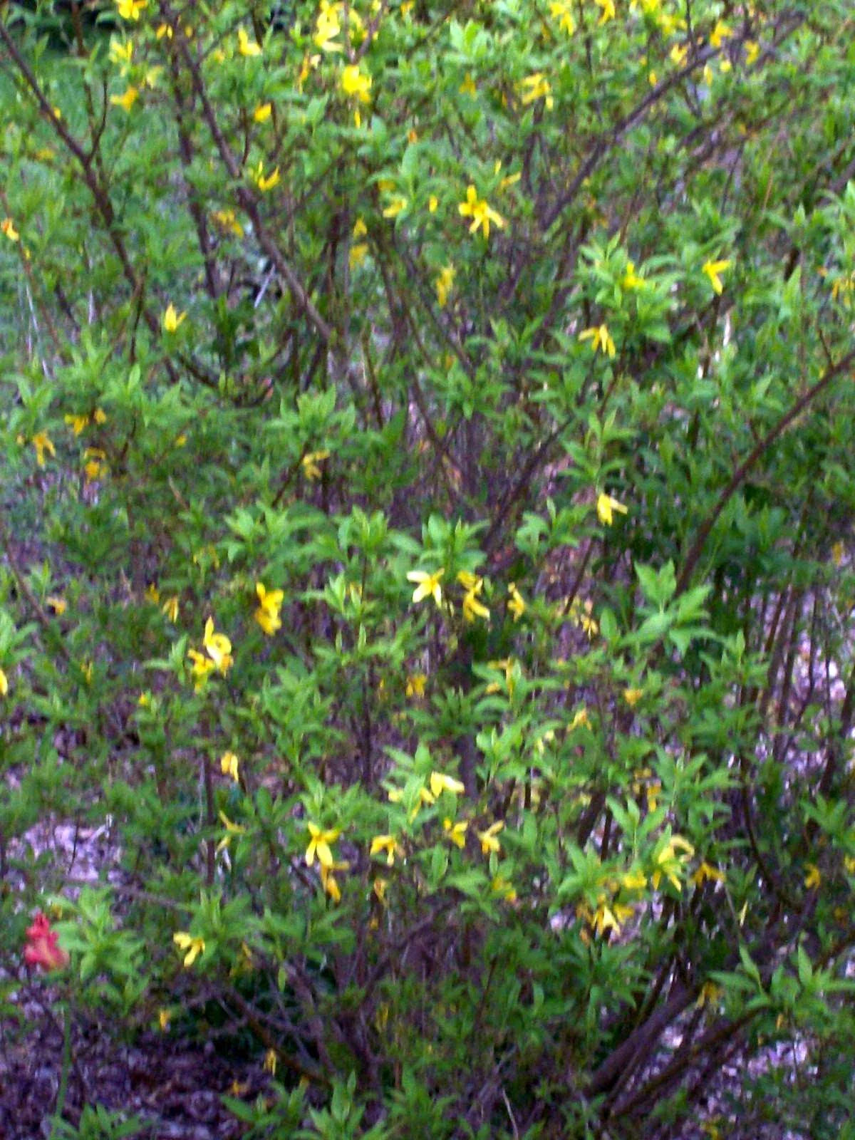 Forsythia Bush Cuttings Set of 12 Unrooted 6-8 Inches, Yellow Flowering Shrub, Forsythia x intermedia
