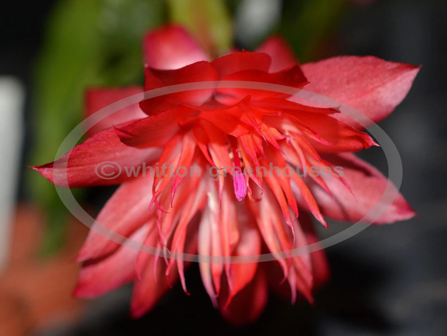 Thanksgiving/Christmas Cactus Cuttings - Schlumbergera "Laranja Dobrada" - Healthy No Roots Plant Cuttings for Propagation