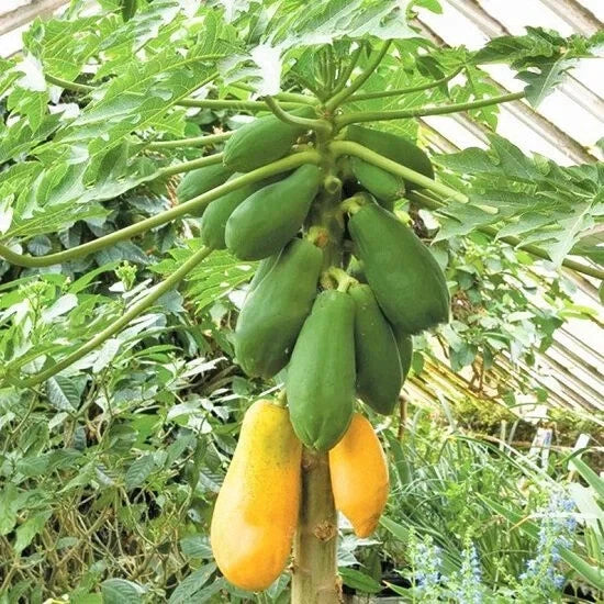 25+ Tainung Papaya Seeds for Planting - Tropical Fruit Seeds - Carica papaya - USA - Fast Shipping