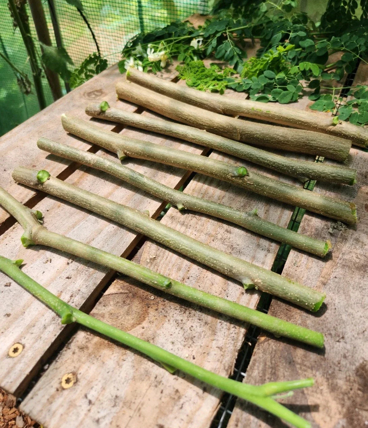 Moringa Cuttings - 8 Drumstick Tree Cuttings - Moringa oleifera