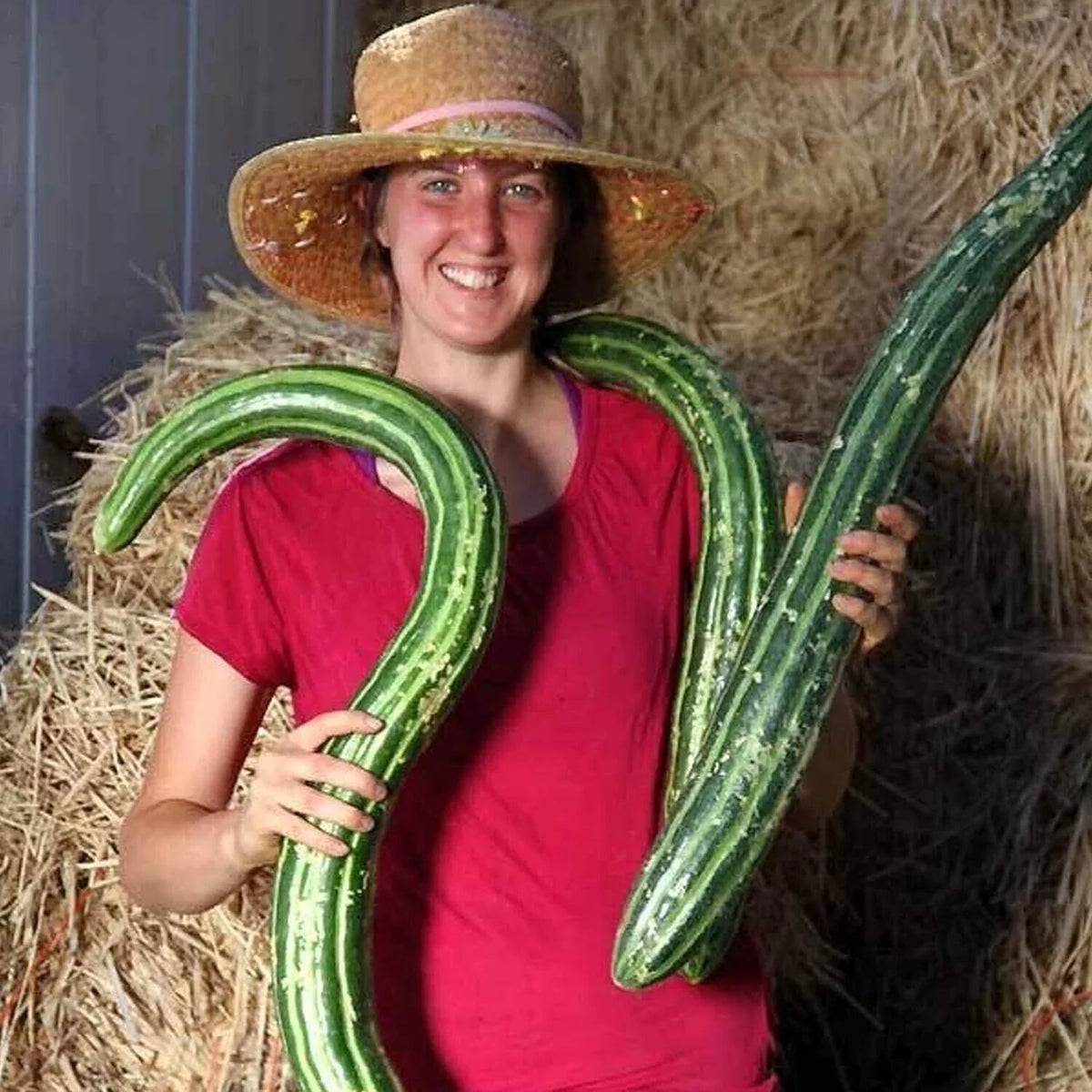 Painted Serpent Cucumber Seeds - 50+ Organic Heirloom Non-GMO - Rare Cucumis sativus Seeds for Garden Planting