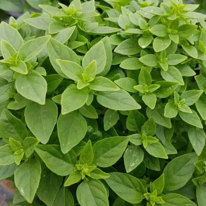 Dwarf Greek Basil Seeds - 200+ Count, Non-GMO Culinary Herb for Cooking - Ocimum basilicum