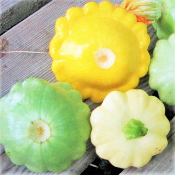 Patty Pan Squash Seeds - 30+ Count - 3 Color Mix Bush Scallop Squash - Perfect for 2025 Gardening - Cucurbita pepo