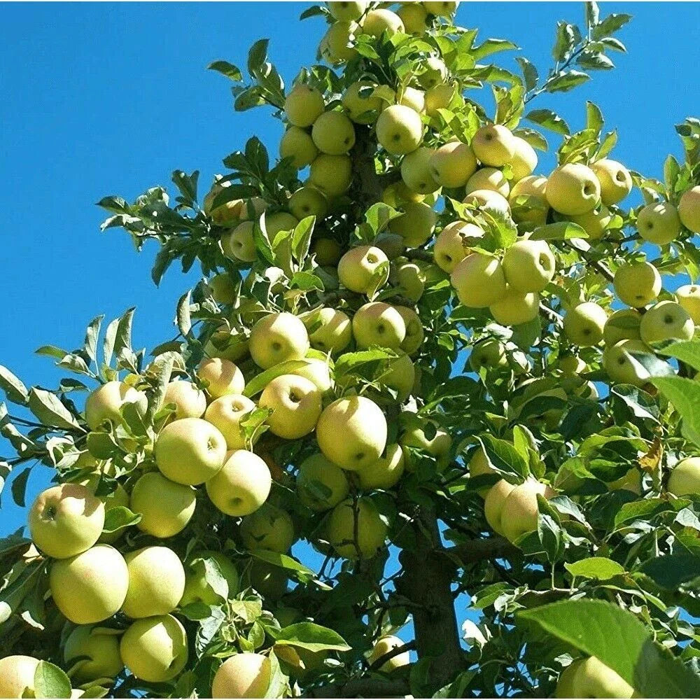 Golden Delicious Apple Tree Cuttings 25+15 Organic Scions for Rooting Grafting Malus domestica