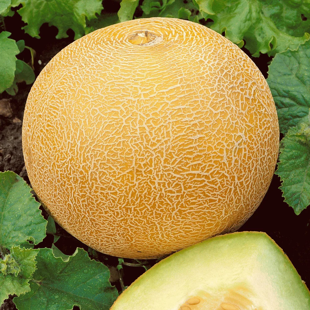 Organic Heirloom Cantaloupe Seeds - 41+ Delicious Melon Fruit for Summer Garden - Easy to Grow, Non-GMO