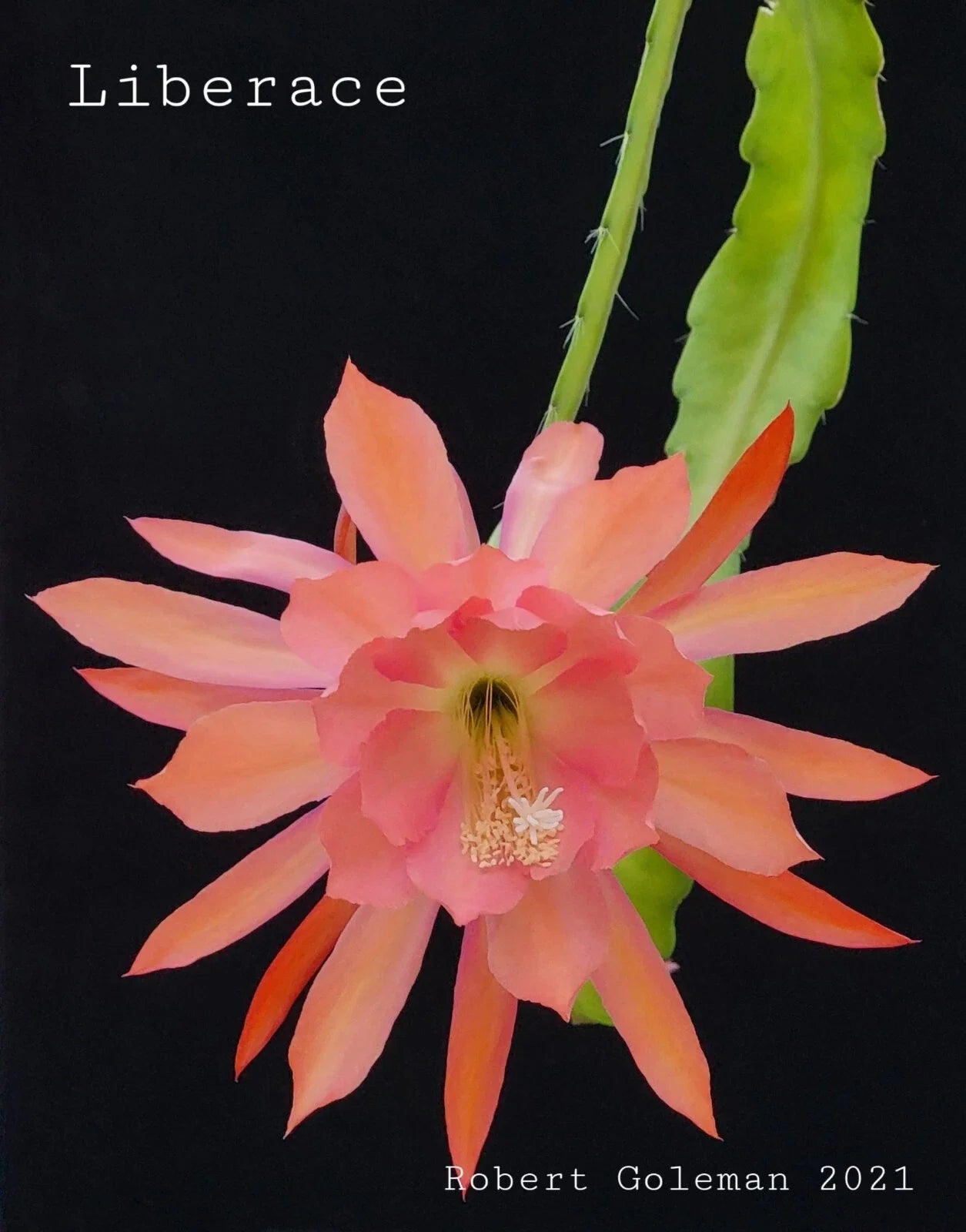 Epiphyllum 'Liberace' Unrooted Cutting - Rare Orchid Cactus - Stunning Indoor Plant - Perfect for Collectors