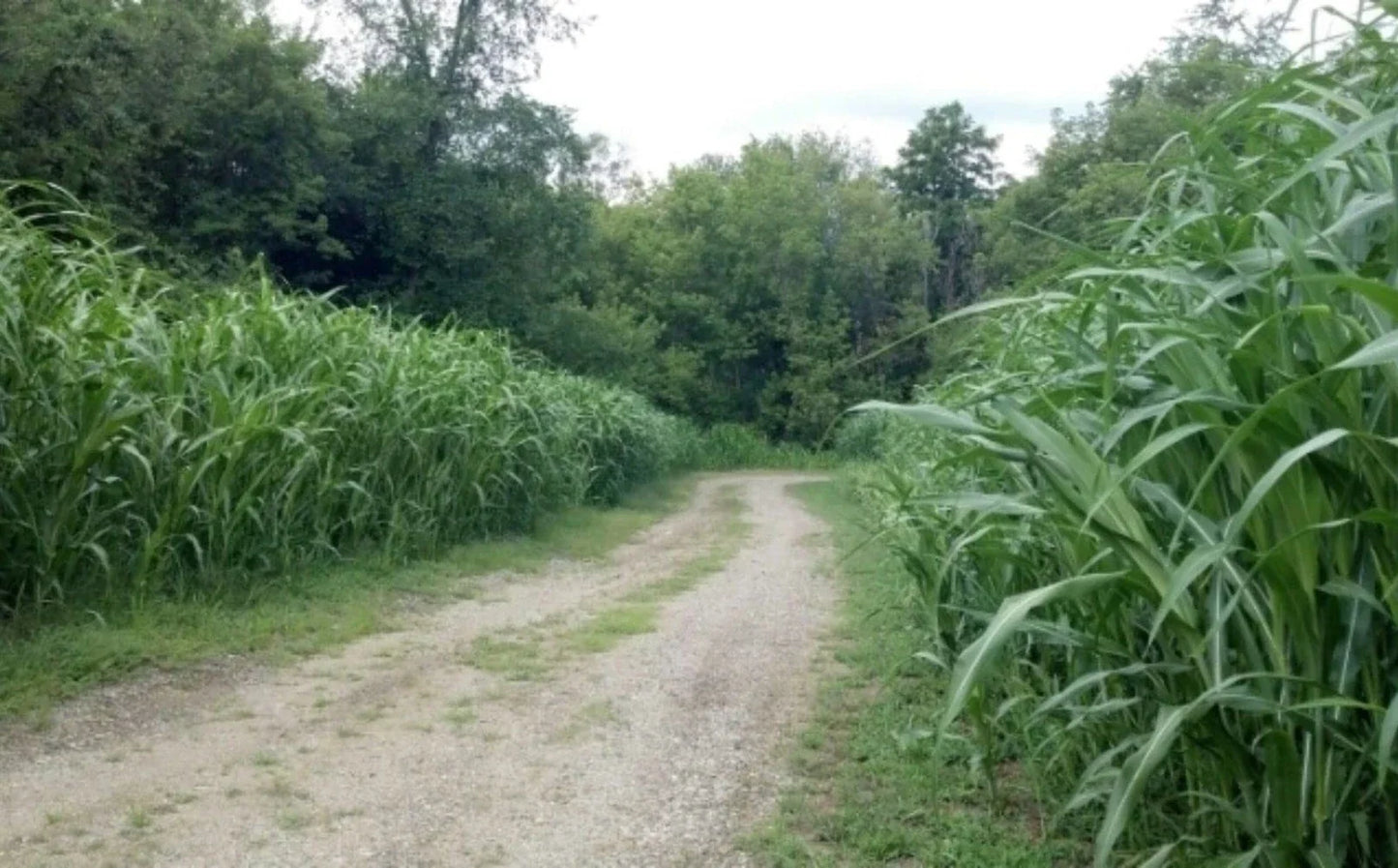 Egyptian Wheat Seeds for Planting - 10 Feet Tall Variety - Ideal Chicken Corn - Zea mays subsp. indurata
