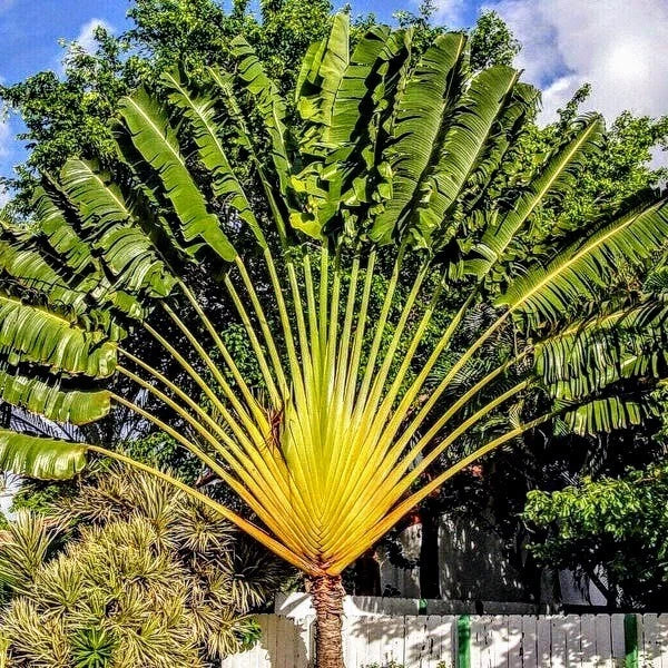 Traveler Palm Live Plants - 10-Pack - Ravenea rivularis - Tropical Indoor Plants for Home Decor