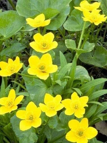 Yellow Swamp Marigold Seeds 100 Count - Bidens Aristosa Mutica Fl - Ideal for Planting, Bright Yellow Flowers