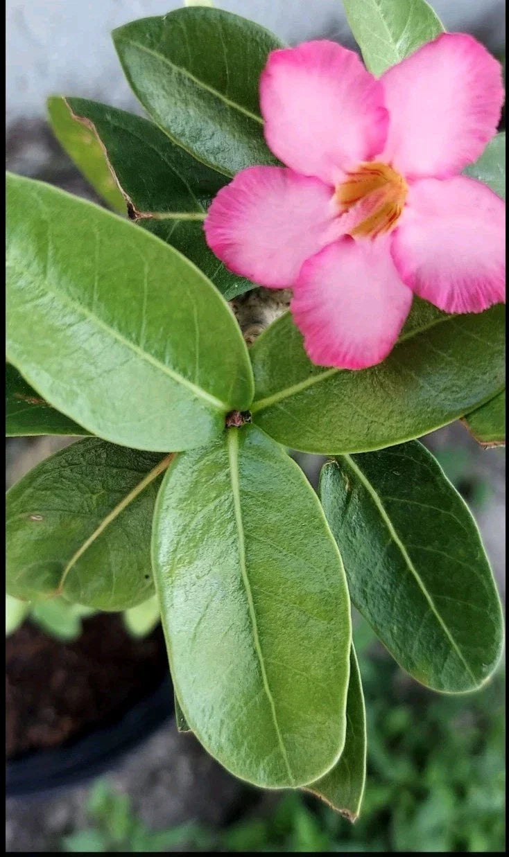 Desert Rose Cuttings - Rare Pink Adenium obesum Succulent - Fresh Plant Cuttings for Propagation