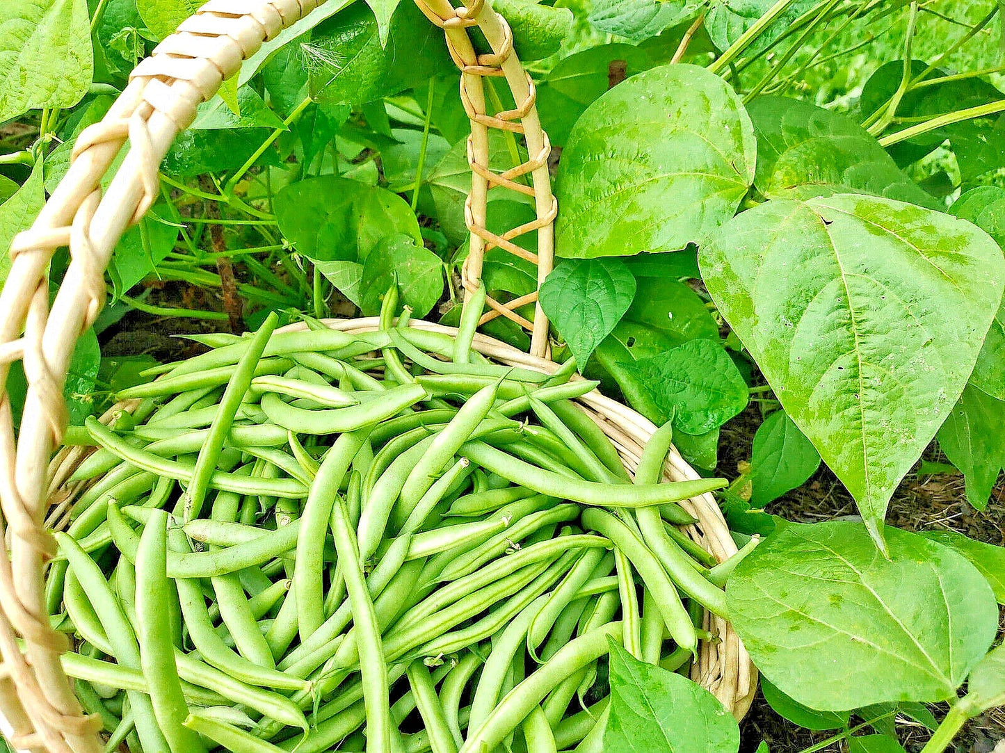 Green Bean Seeds Bulk - Jade Bush Bean - Non-GMO - Phaseolus vulgaris - 100 Seeds - USA Seller - Free Shipping