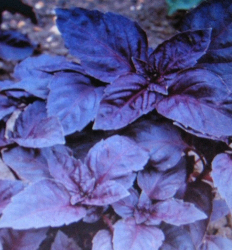 Dark Opal Basil Seeds - 100 Gourmet Culinary Seeds - Ocimum basilicum