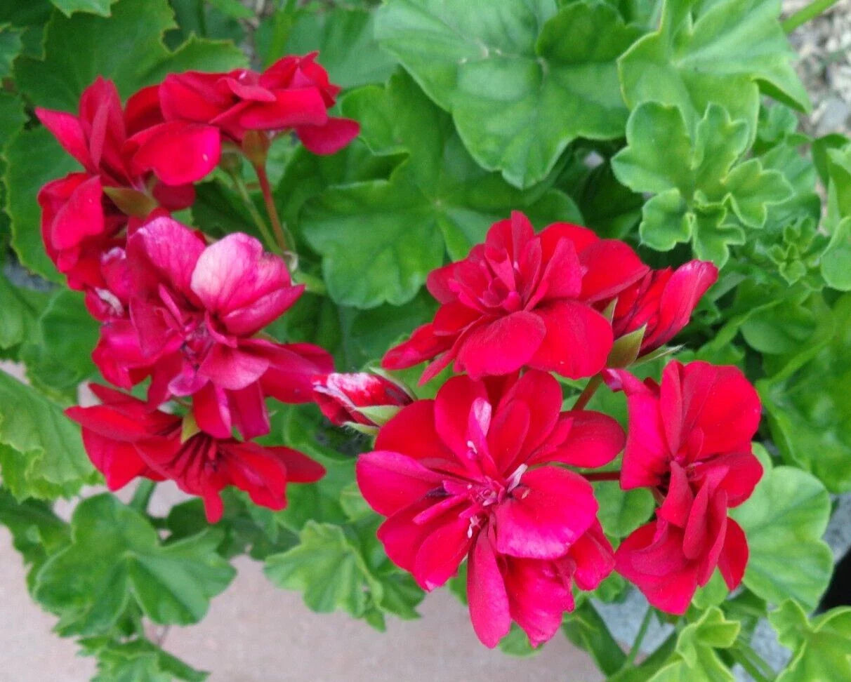 Live Plant Cuttings - 3 X 6" Rose Red Citronella Peltatum Ivy Geranium (Pelargonium peltatum) - Fresh and Vibrant