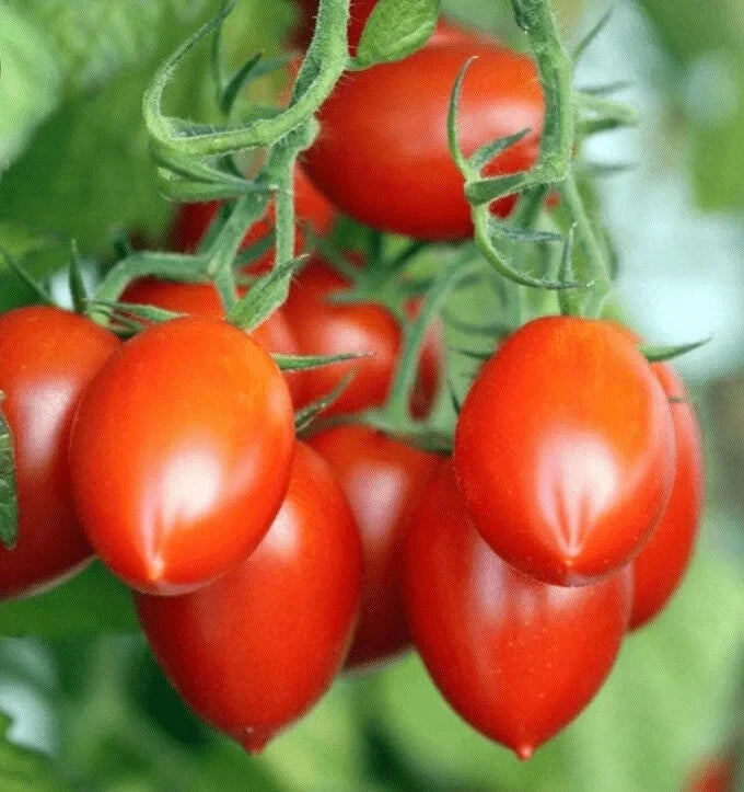 Roma Tomato Seeds, 100 Count, Organic Variety, USA Grown, Ideal for Home Gardens, Solanum lycopersicum
