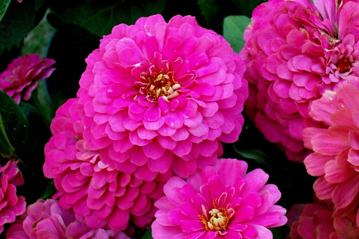 Zinnia Seeds - 301+ Bulk Pack - Rose Flowering Annual - Easy to Grow Big Cut Flowers - Zinnia elegans