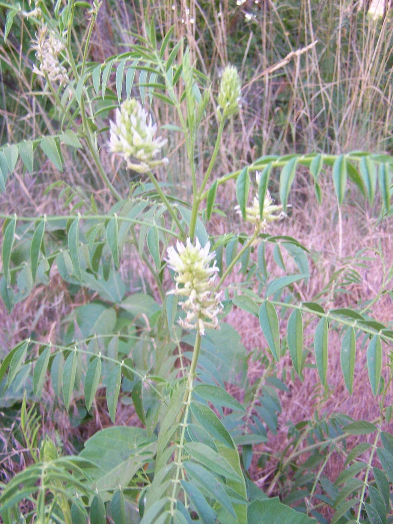 20 Seeds - American Wild Licorice - Glycyrrhiza lepidota - GroCo USA - Buy 15, Ships Free