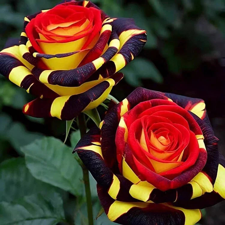 Rare Rose 'Firebird' Seeds - 20 Pcs, Vibrant Red Blooms, Rosa spp.