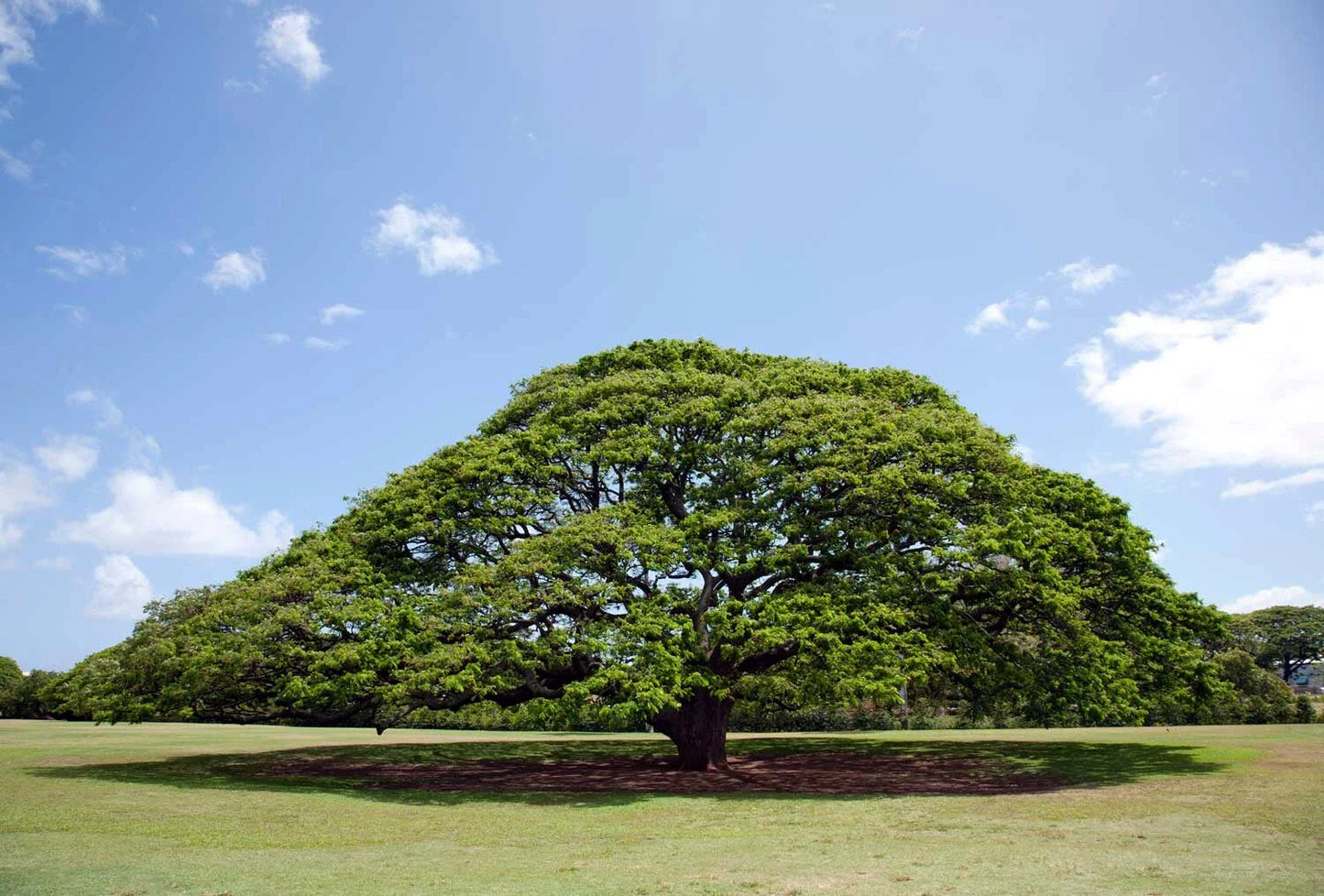 20 Rain Tree Seeds, Monkey Pod "Hitachi," Tropical Flower, Albizia saman, Rare Gardening Seeds
