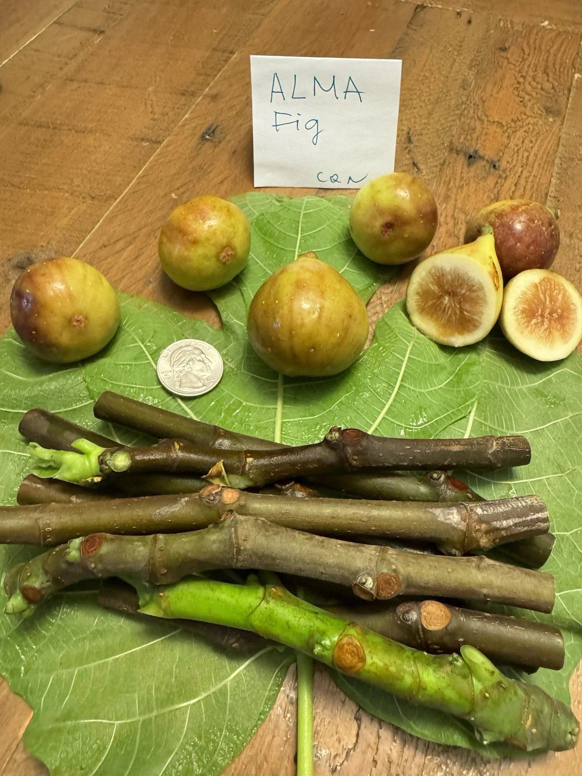 Live Alma Fig Cuttings - 3 Healthy Fresh Cuttings for Planting - Ficus carica