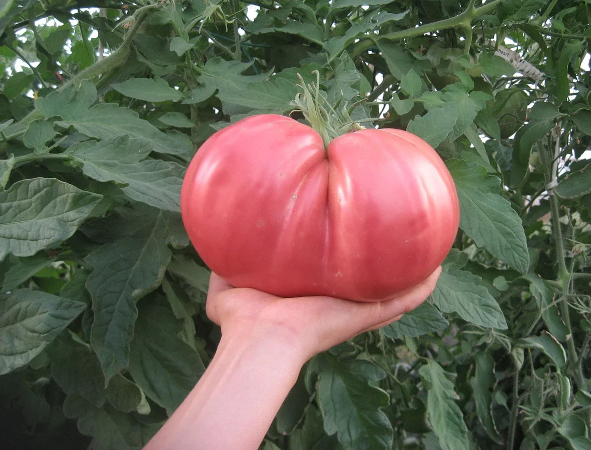 German Giant Tomato Seeds - 120+ Non-GMO Heirloom Organic Seeds - Fresh, Huge Variety - Solanum lycopersicum