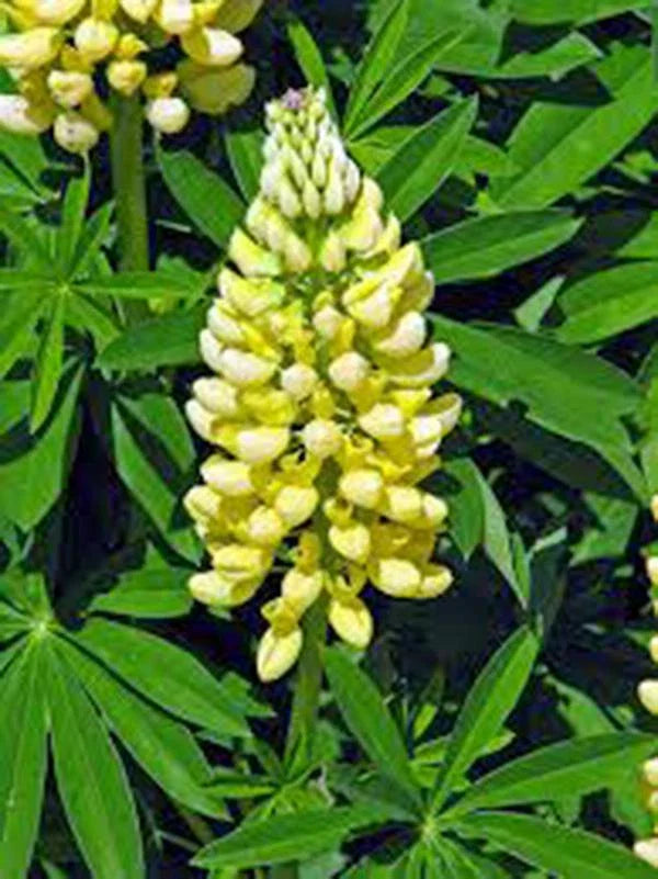 Lupine Seeds - Golden Yellow Variety - 20+ Seeds - Beautiful Golden Flowers - Lupinus perennis