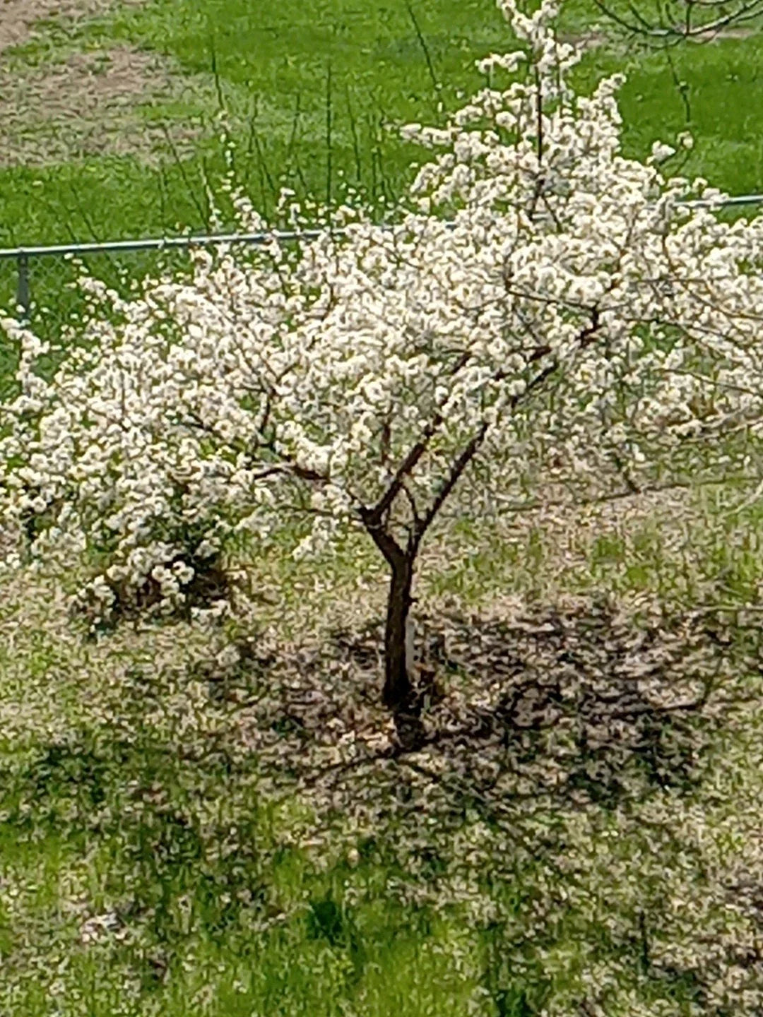 Live Small Plum Tree - Dwarf Variety for USA Garden - Hardy in Zones 2-9 - Perfect for Small Spaces