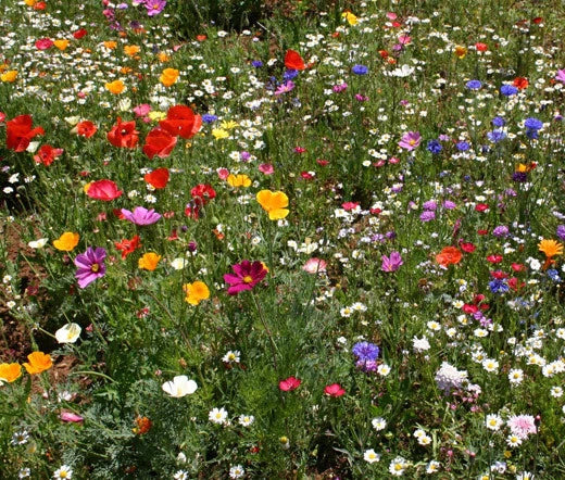 Wildflower Mix Seeds - 1 Oz Cascade Kaleidoscope Blend - Colorful Garden Variety for Pollinators