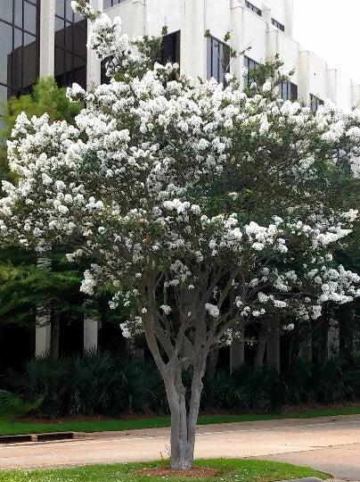 Live Crepe Myrtle Trees 6" Starter Plants Snow White Flowers Lagerstroemia Indica Fast Growing Shrubs