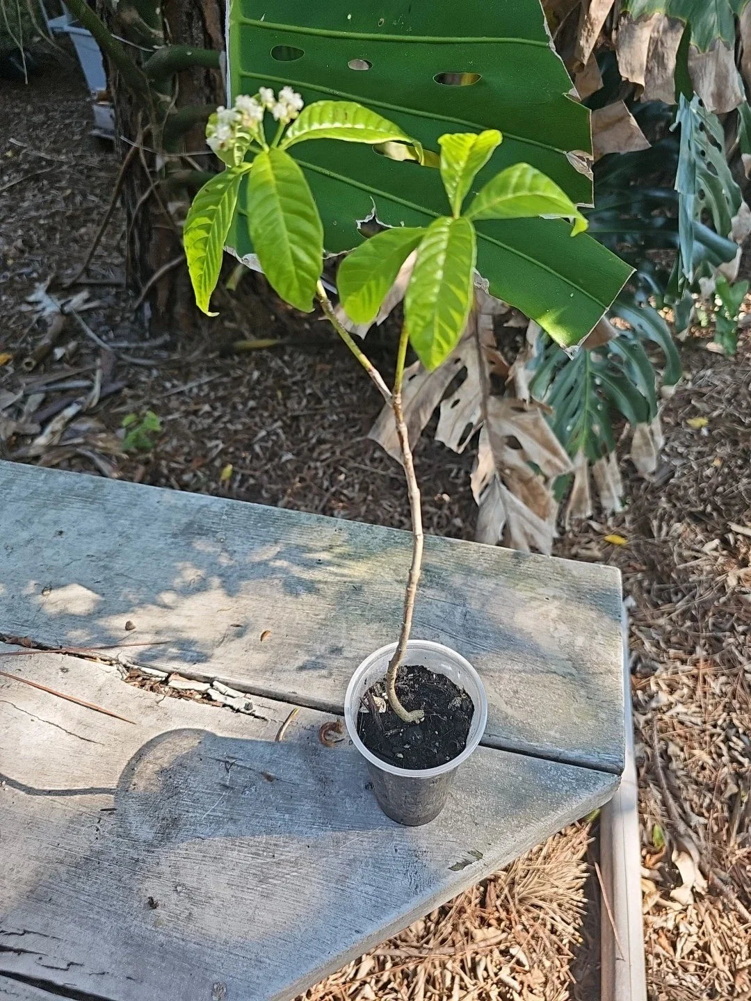 Wild Coffee Plant - Easy to Grow - Psychotria nervosa - Seminole Balsamo - Tropical Houseplant for Indoor Gardening